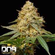 DNA Genetics Seeds Silver LA